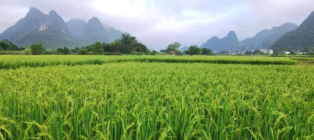 164327487.jpg 640.webp.jpg